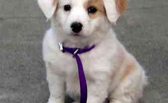 fear of dogs and autism