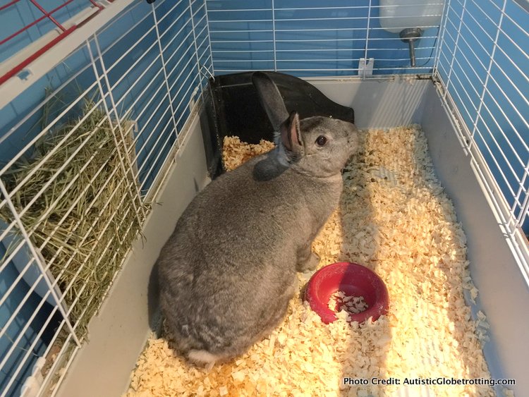 The Ritz-Carlton Orlando Grande Lakes rabbits