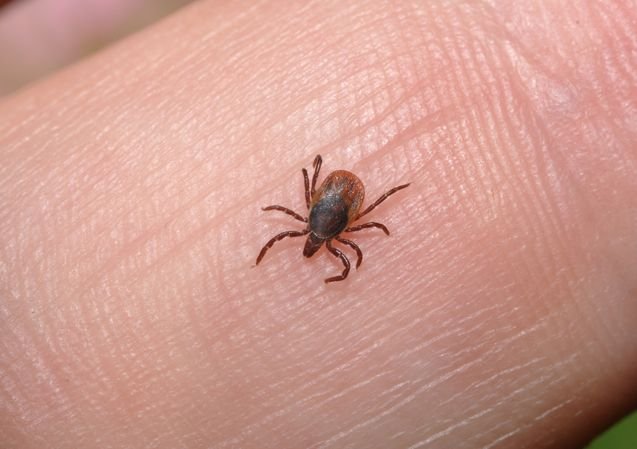 ticks on finger