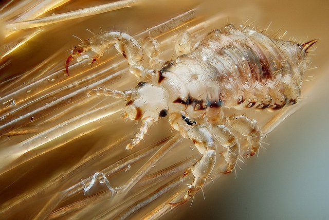 Male head louse. Photo: Gilles San Martin 
